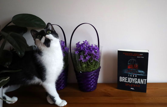 Splątanie, Igor Brejdygant